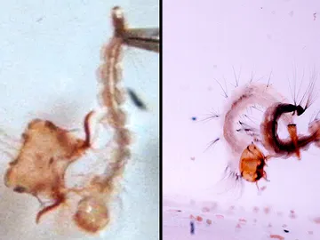 Larvas de mosquitos depredadoras en acción Larvas de mosquitos depredadoras en acción