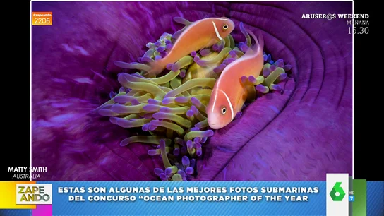 anemonas anemonas