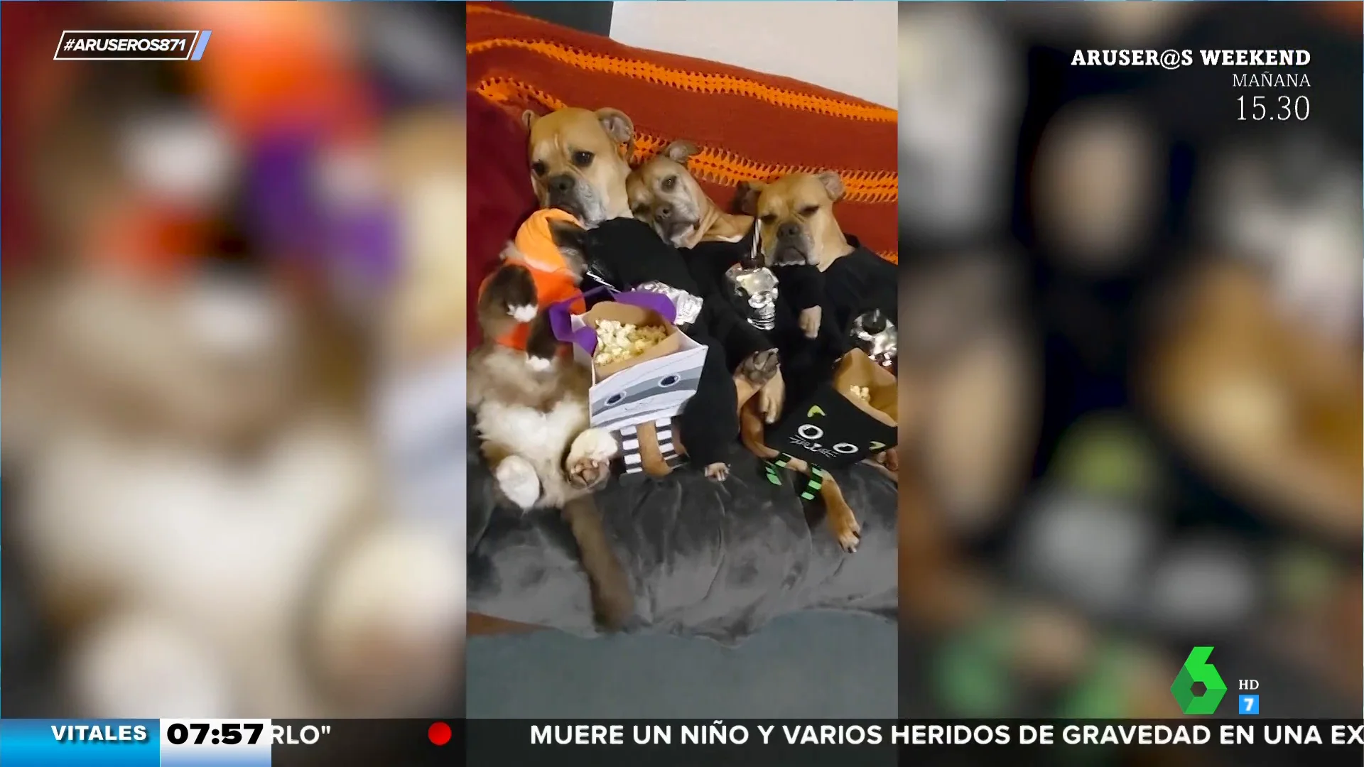 Cuando a tus mascotas les gusta Halloween más que a ti: sesión de disfraces y cine de medio