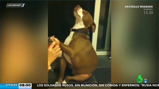 El perro 'drama queen' que finge un desmayo cuando le van a cortar las uñas El perro 'drama queen' que finge un desmayo cuando le van a cortar las uñas