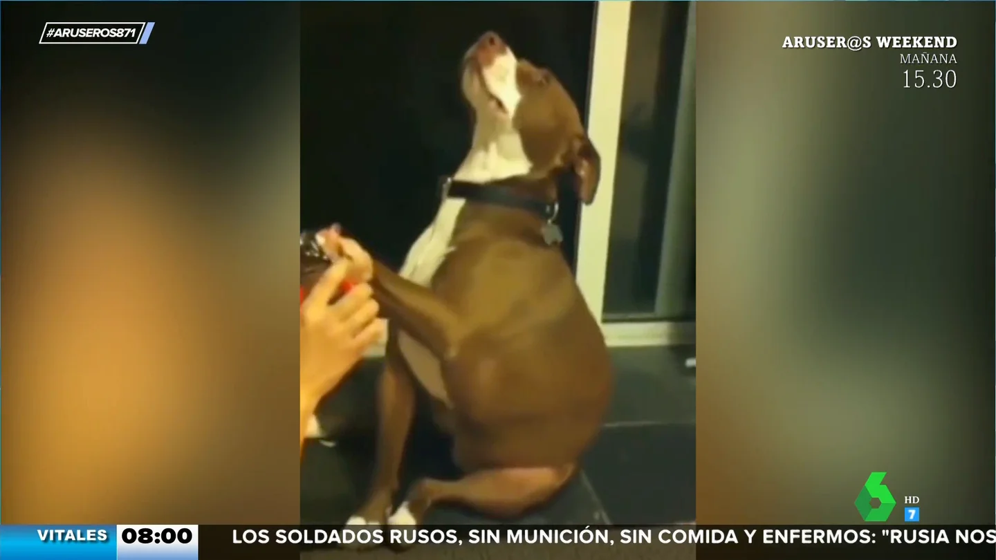 El perro 'drama queen' que finge un desmayo cuando le van a cortar las uñas El perro 'drama queen' que finge un desmayo cuando le van a cortar las uñas