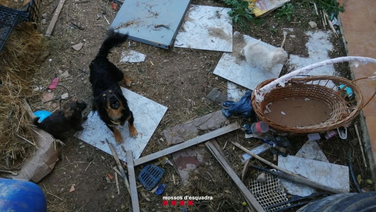 Perros muertos y abandonados en un patio: su dueña, investigada por maltrato animal Perros muertos y abandonados en un patio: su dueña, investigada por maltrato animal