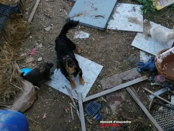 Perros muertos y abandonados en un patio: su dueña, investigada por maltrato animal 