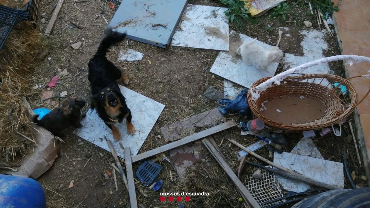 Perros muertos y abandonados en un patio: su dueña, investigada por maltrato animal 