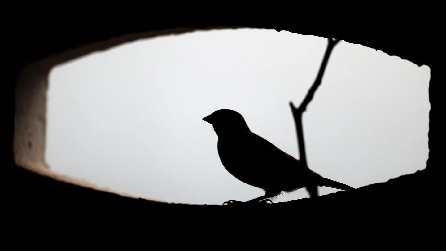 En la imagen de archivo, un gorrión se asoma al hueco de una celosía durante uno de los primeros días de la primavera. En la imagen de archivo, un gorrión se asoma al hueco de una celosía durante uno de los primeros días de la primavera.