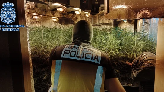 Imagen de archivo de un policía en una plantación de marihuana. Imagen de archivo de un policía en una plantación de marihuana.