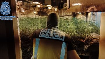 Imagen de archivo de un policía en una plantación de marihuana.