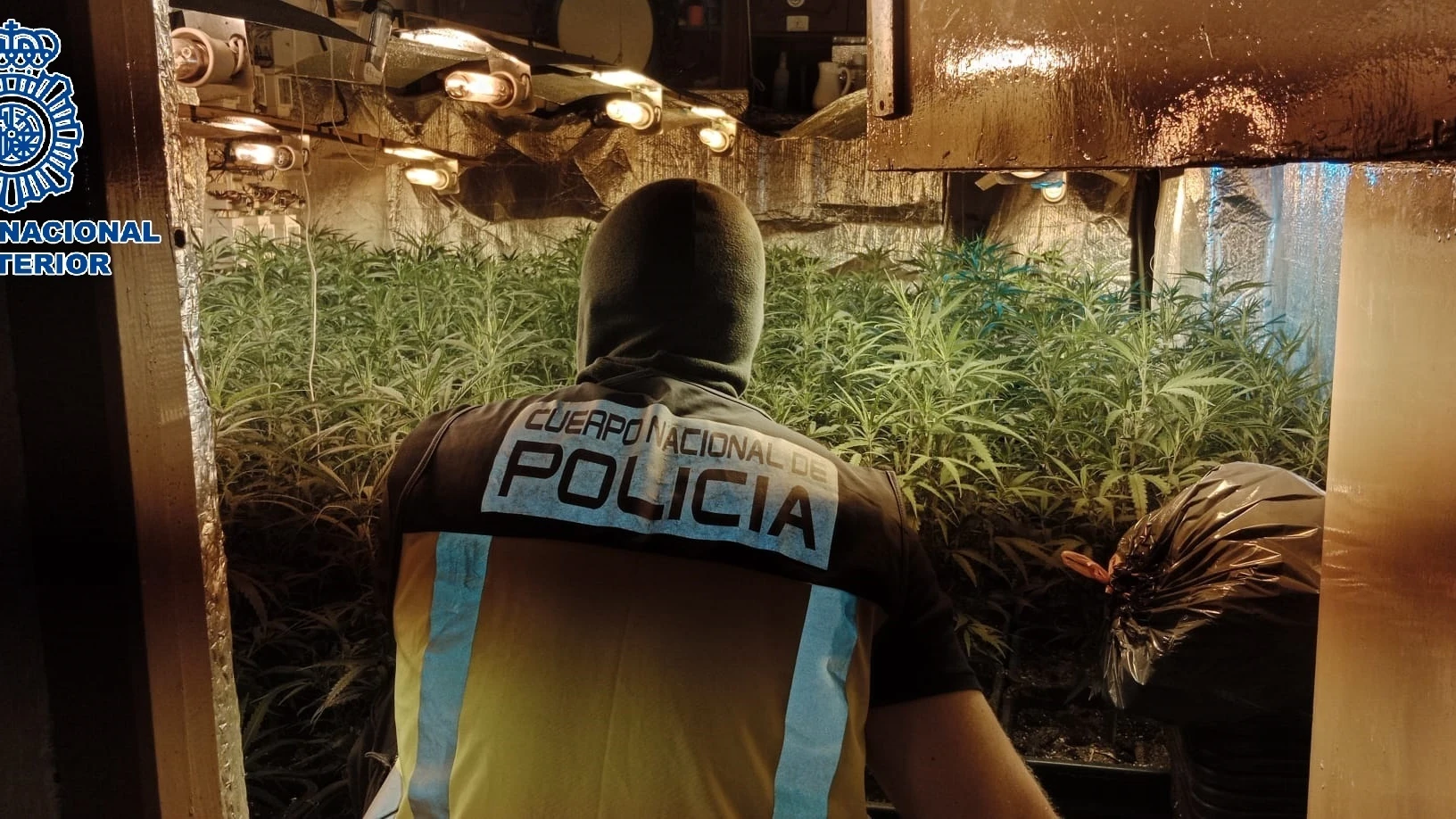 Imagen de archivo de un policía en una plantación de marihuana.