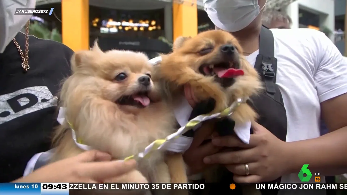 Boda múltiple: 15 parejas de perros se casan en una curiosa y divertida ceremonia Boda múltiple: 15 parejas de perros se casan en una curiosa y divertida ceremonia