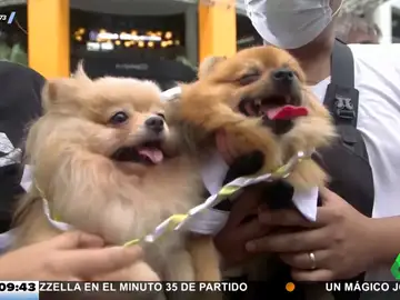Boda múltiple: 15 parejas de perros se casan en una curiosa y divertida ceremonia