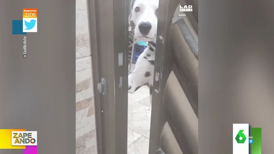 el momento en el que un perro abre la puerta de su casa el momento en el que un perro abre la puerta de su casa