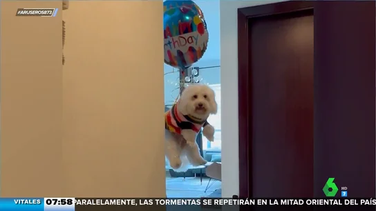 Un cumpleaños de altura: unos globos elevan por los aires a este perro al estilo 'Up' Un cumpleaños de altura: unos globos elevan por los aires a este perro al estilo 'Up'