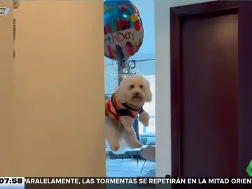Un cumpleaños de altura: unos globos elevan por los aires a este perro al estilo &#39;Up&#39;