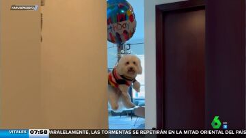 Un cumpleaños de altura: unos globos elevan por los aires a este perro al estilo 'Up'