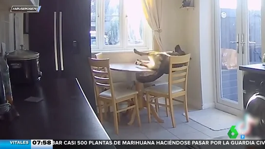 "¡La que la ha liado!": esta es la razón por la que los perros no deben dormir en cualquier sitio "¡La que la ha liado!": esta es la razón por la que los perros no deben dormir en cualquier sitio