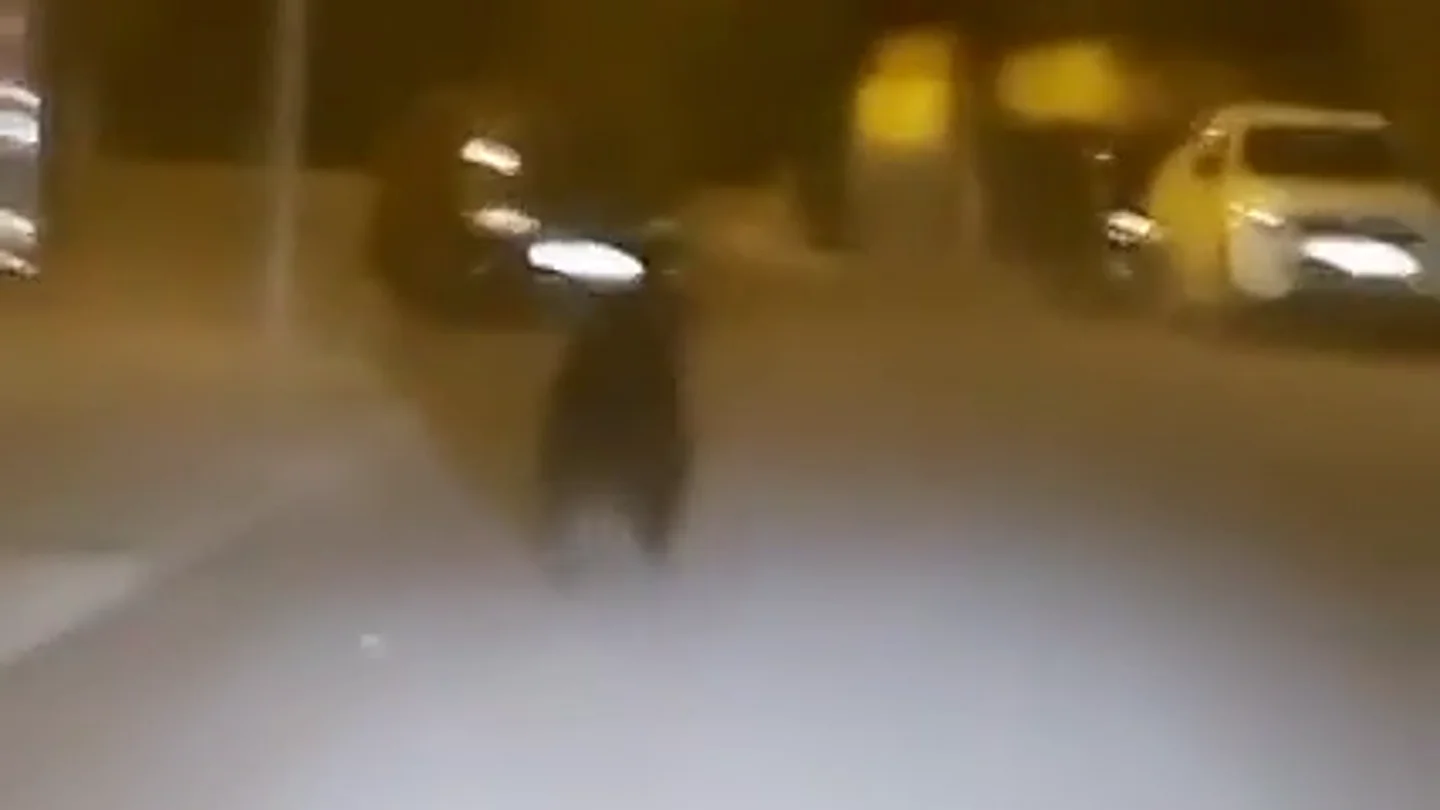 VÍDEO | Un oso se pasea por el centro de Ponferrada VÍDEO | Un oso se pasea por el centro de Ponferrada