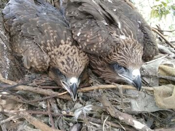 La infeccion por hongos en el milano negro aumenta en ambientes degradados