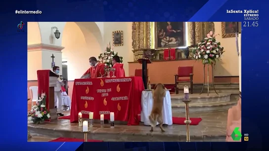 Vídeos virales de animales arruinando las misas Vídeos virales de animales arruinando las misas