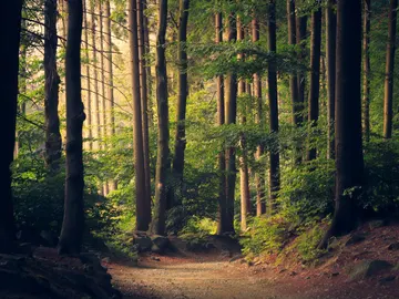 Bosque Bosque