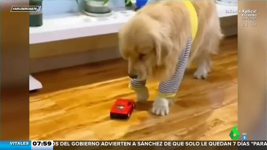 La cojera psicológica del perro de Angie Cárdenas: cuando los animales saben hacer 'teatro' La cojera psicológica del perro de Angie Cárdenas: cuando los animales saben hacer 'teatro'