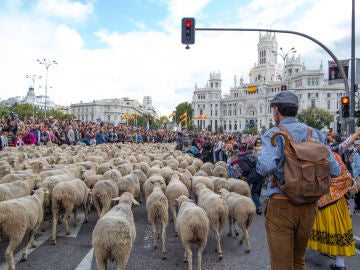 Madrid lleno de ovejas durante la Fiesta de la Transumancia