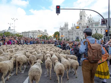 Madrid lleno de ovejas durante la Fiesta de la Transumancia Madrid lleno de ovejas durante la Fiesta de la Transumancia