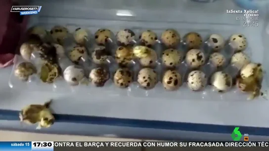 huevos codorniz huevos codorniz
