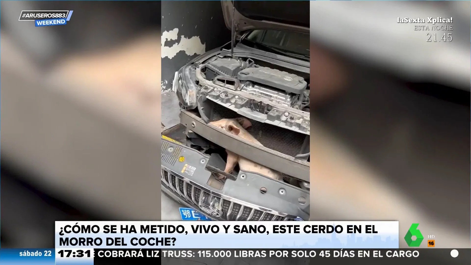 Un cerdo se cuela dentro del morro de un coche y no se asa