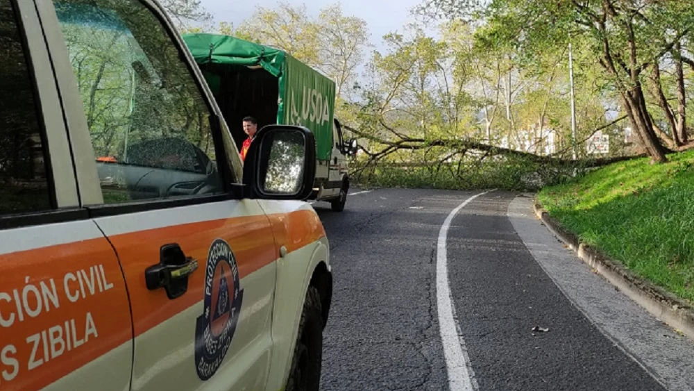 Imagen de Protección Civil en el lugar donde un árbol ha caído por el viento