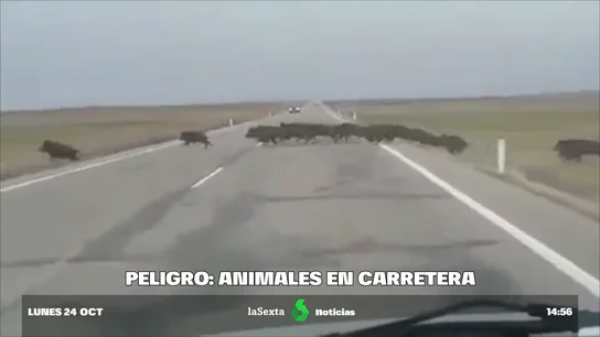 accidentes animales accidentes animales