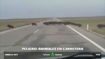 accidentes animales
