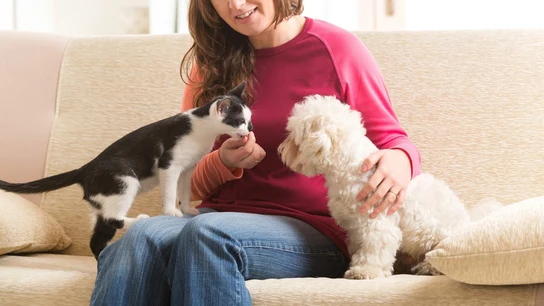 cio de las mascotas: mantener a un perro cuesta de media 1.131 euros al año y un gato, 986. cio de las mascotas: mantener a un perro cuesta de media 1.131 euros al año y un gato, 986.