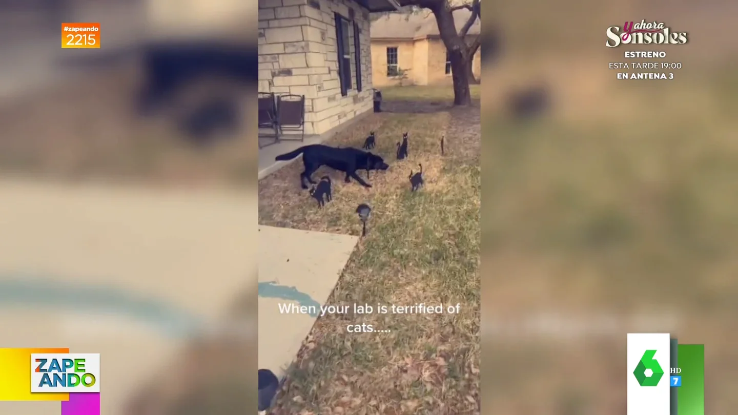 La sorprendente reacción de un perro al verse rodeado de gatos de cartón de una decoración de Halloween La sorprendente reacción de un perro al verse rodeado de gatos de cartón de una decoración de Halloween
