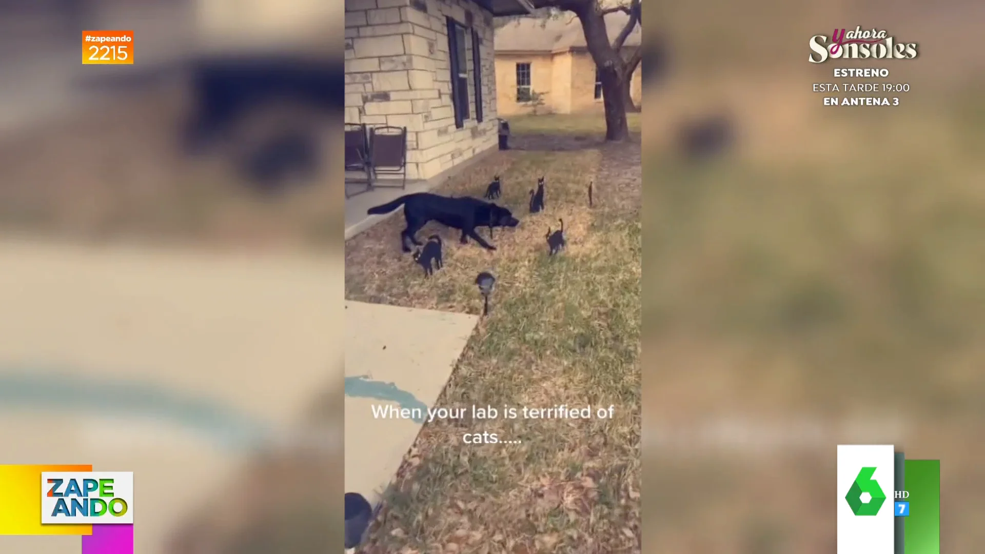 La sorprendente reacción de un perro al verse rodeado de gatos de cartón de una decoración de Halloween