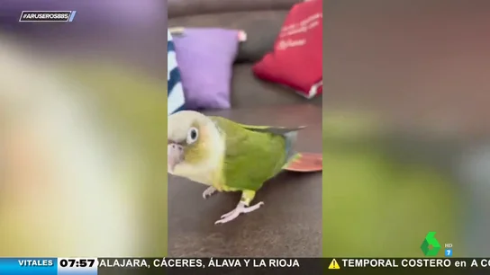 "Cuquí cuquí": este lorito canta y baila una divertida canción que no vas a poder quitarte de la cabeza "Cuquí cuquí": este lorito canta y baila una divertida canción que no vas a poder quitarte de la cabeza