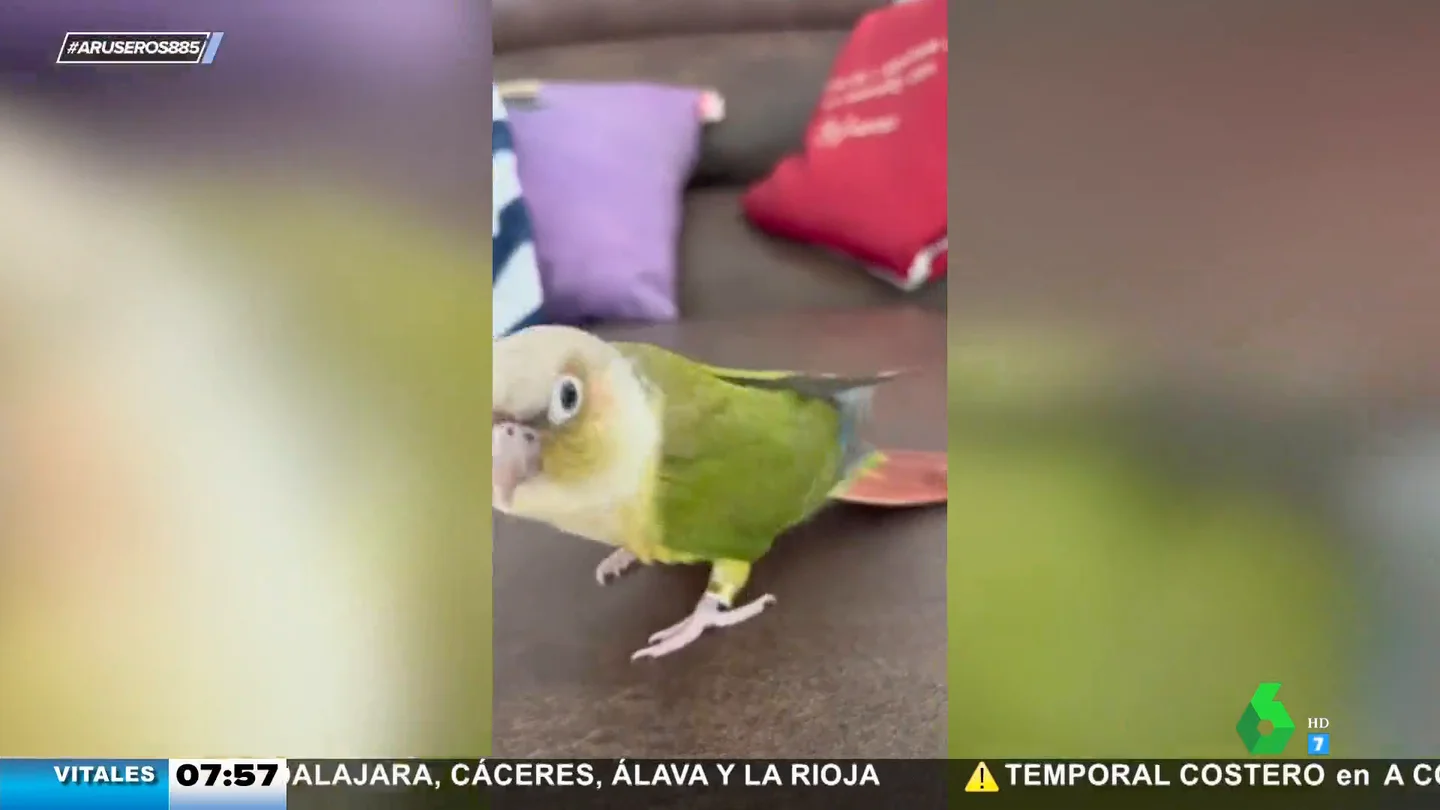 "Cuquí cuquí": este lorito canta y baila una divertida canción que no vas a poder quitarte de la cabeza "Cuquí cuquí": este lorito canta y baila una divertida canción que no vas a poder quitarte de la cabeza