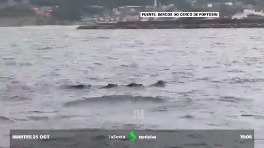 Un grupo de pescadores gallegos se topan con cuatro jabalíes nadando en el mar Un grupo de pescadores gallegos se topan con cuatro jabalíes nadando en el mar