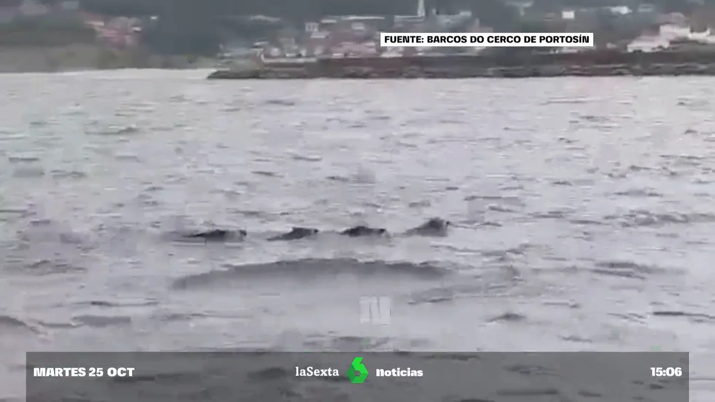 Un grupo de pescadores gallegos se topan con cuatro jabalíes nadando en el mar Un grupo de pescadores gallegos se topan con cuatro jabalíes nadando en el mar