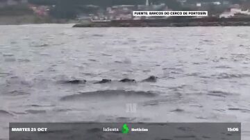 Un grupo de pescadores gallegos se topan con cuatro jabalíes nadando en el mar