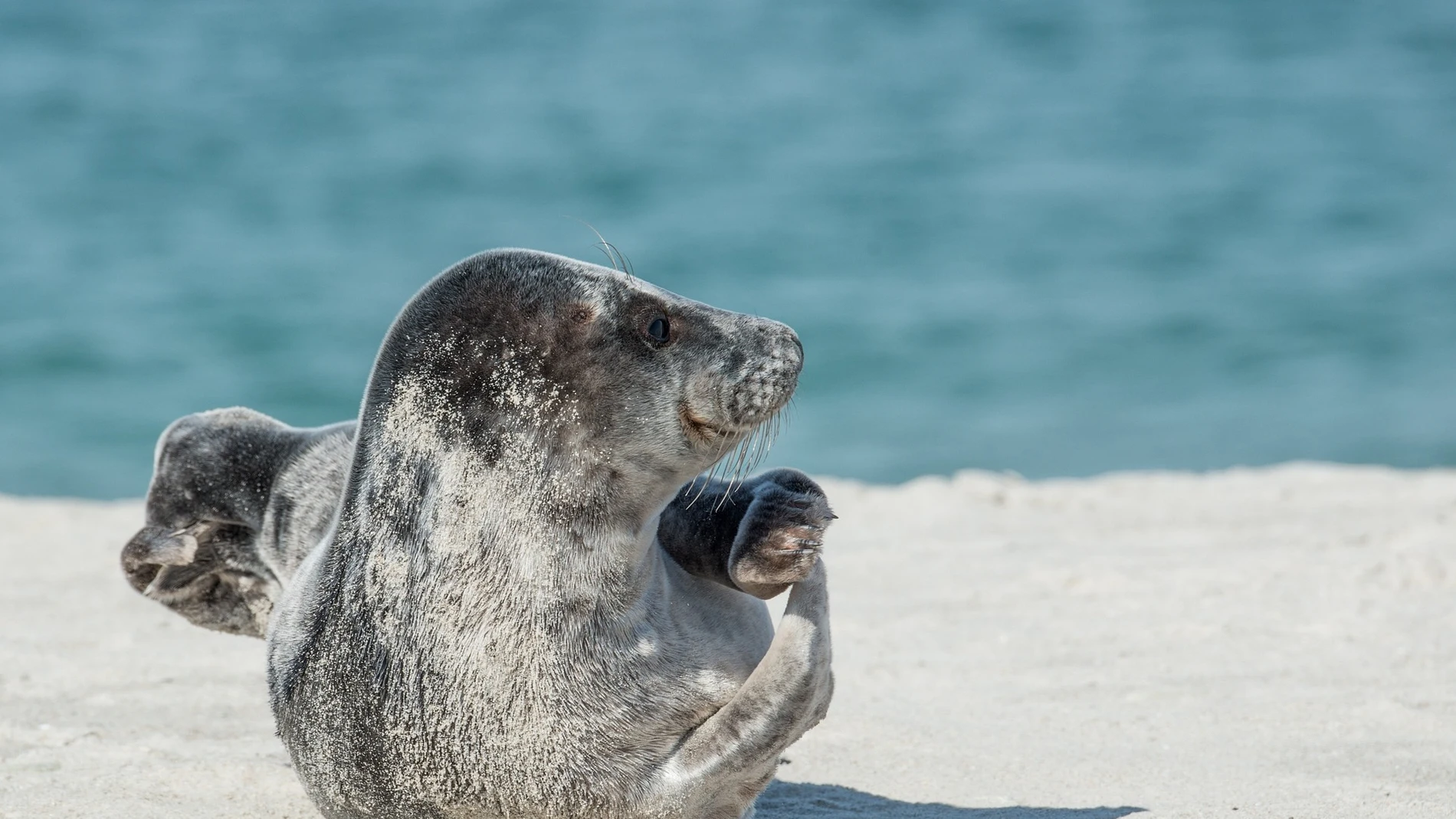 Las focas tienen sentido del ritmo: descubren que son capaces de discriminarlo sin entrenamiento previo.
