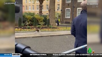 El gato Larry vuelve a Downing Street y el nuevo primer ministro británico comete el 'error' de no saludarle