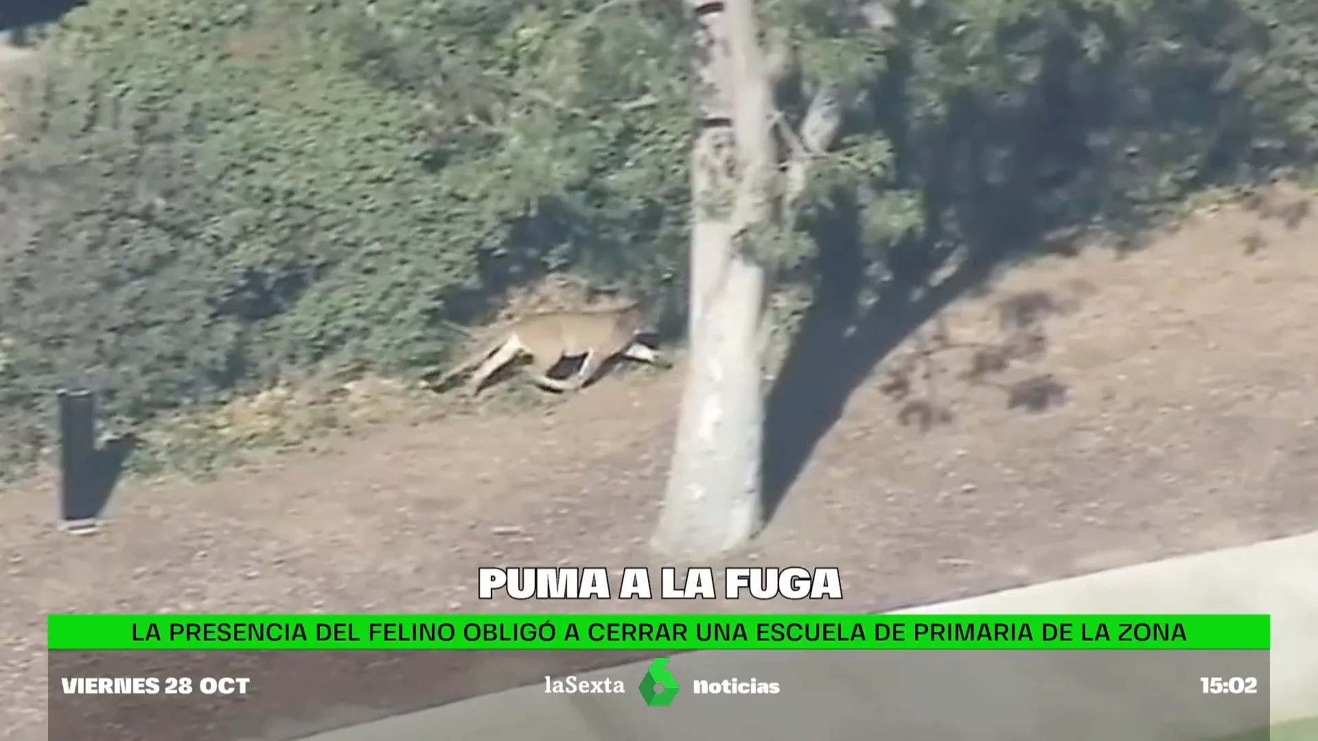 La aparición de un puma en una zona residencial de California sorprende a sus vecinos