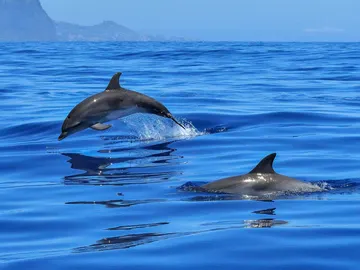Los delfines no sufren daños cerebrales al nadar por una ‘maravillosa red’ que protege su cerebro Los delfines no sufren daños cerebrales al nadar por una ‘maravillosa red’ que protege su cerebro