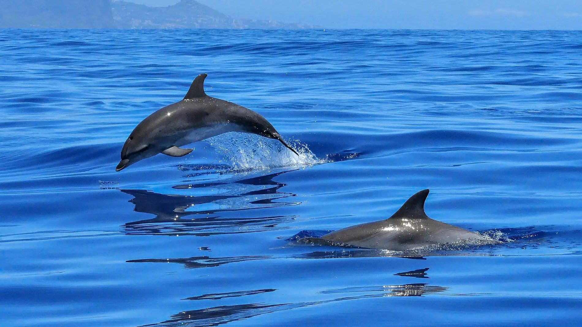 Los delfines no sufren daños cerebrales al nadar por una ‘maravillosa red’ que protege su cerebro Los delfines no sufren daños cerebrales al nadar por una ‘maravillosa red’ que protege su cerebro