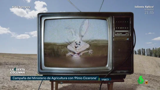 Conejo Plinio Conejo Plinio