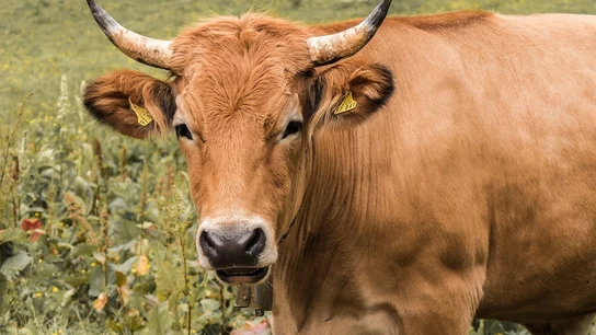 Imagen de archivo de una vaca Imagen de archivo de una vaca
