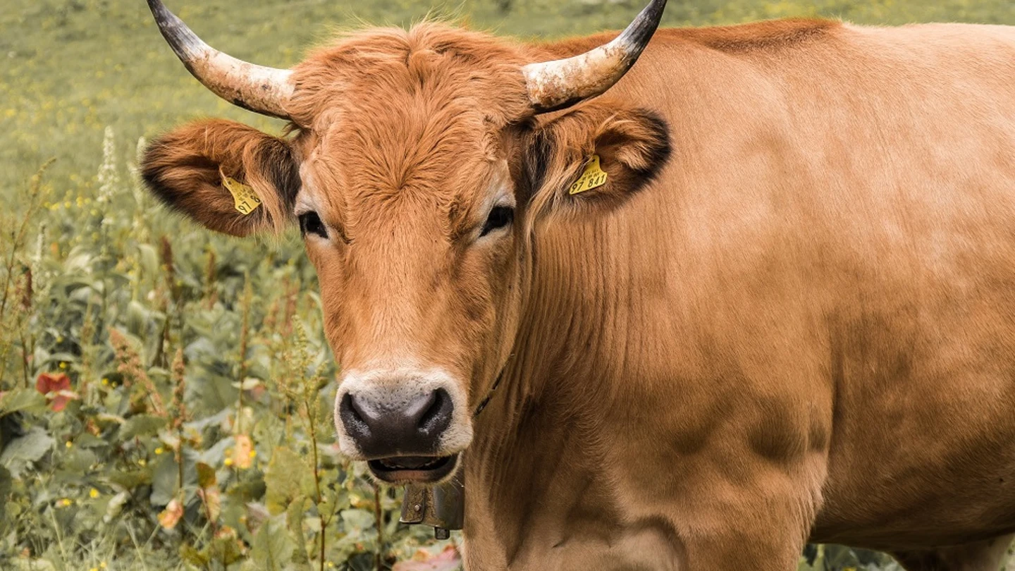Imagen de archivo de una vaca Imagen de archivo de una vaca