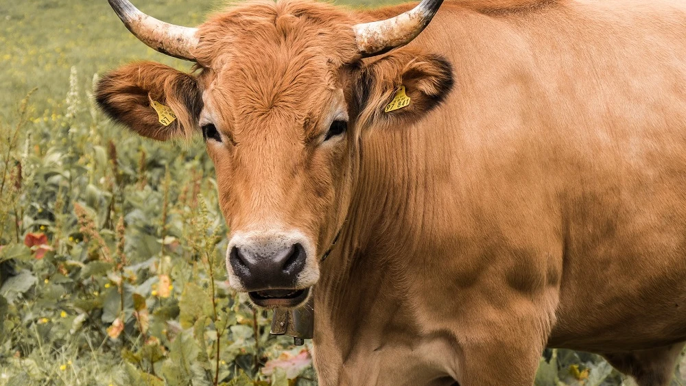 Imagen de archivo de una vaca