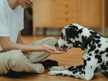 Un perro come de la mano de su dueño. Un perro come de la mano de su dueño.