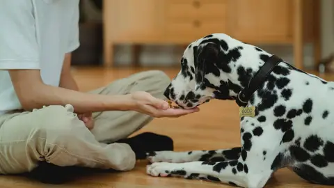 Un perro come de la mano de su dueño.